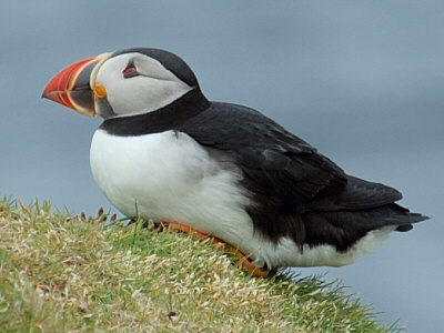 Puffin